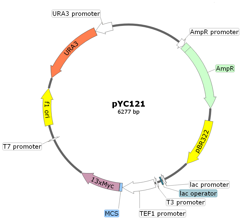 pYC121载体图谱